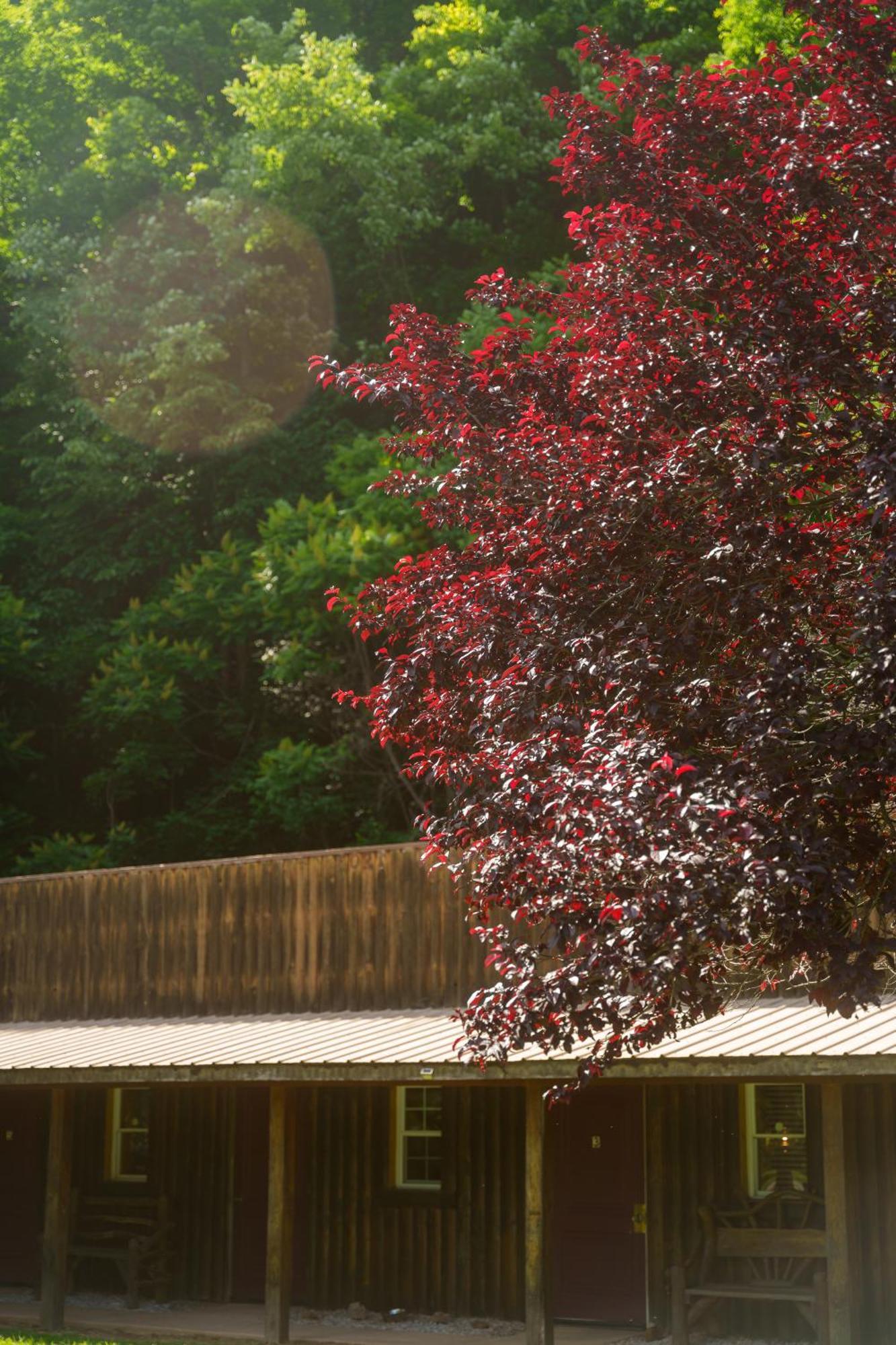 Seneca Pines Lodge Seneca Rocks 외부 사진